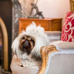 Dogs are welcome at The Hughenden Hotel