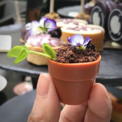 Yuzu Viola Flowerpot