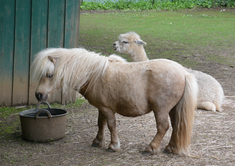Pony & alpaca